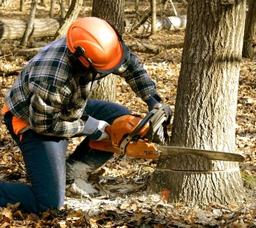 Tree Removal in Busy, KY